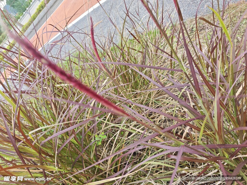 紫葉觀賞草特寫