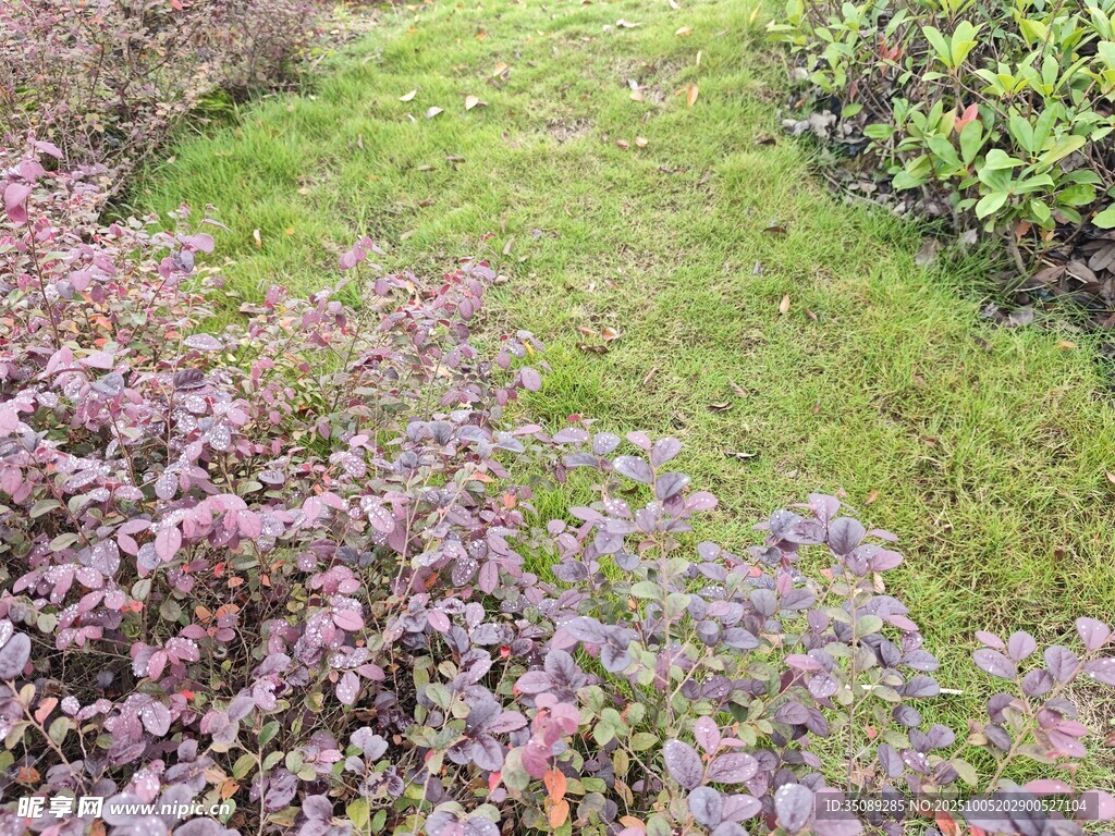 花園中的多彩植物景觀