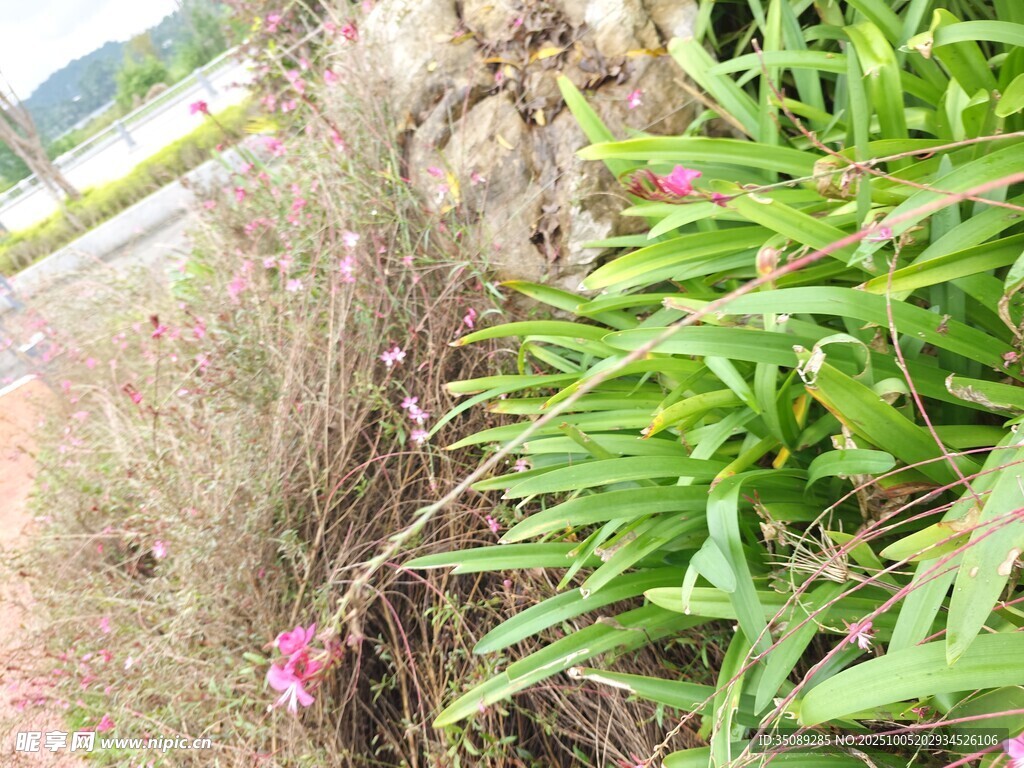 草叢中的粉色小花