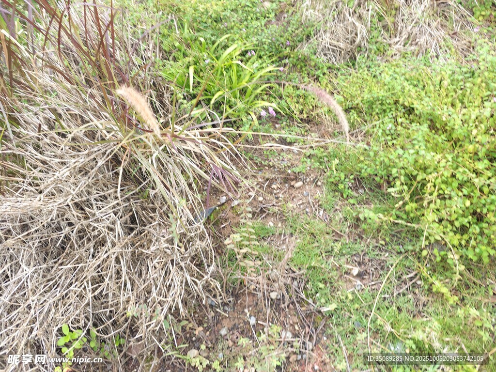 野外雜草叢生的地面景象