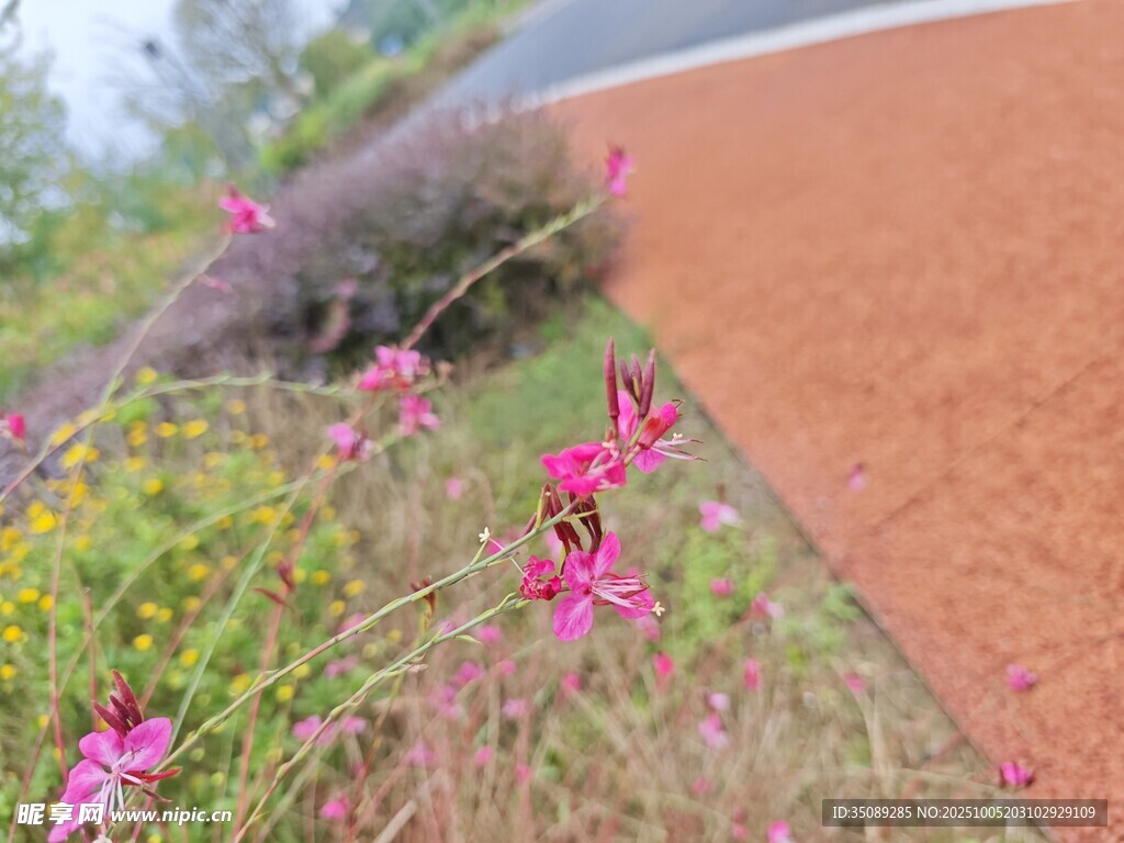 路邊綻放的嬌艷粉色小花