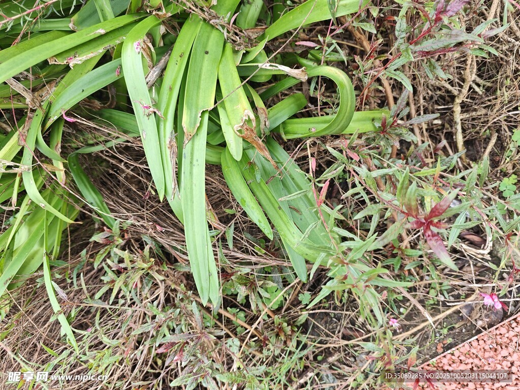 地面上的綠色植物葉片