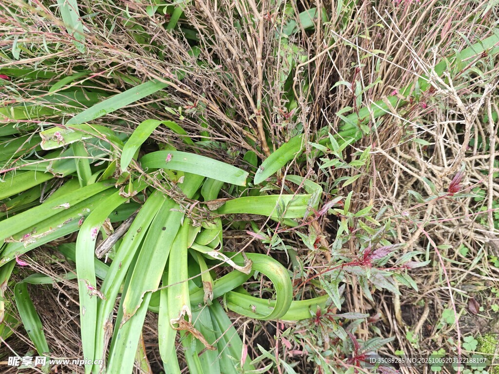地面的雜草與綠植