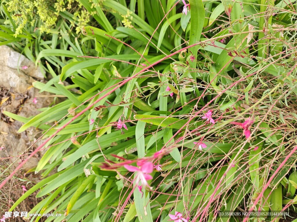 粉色小花點(diǎn)綴翠綠草叢