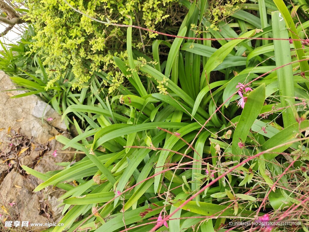 翠綠繁茂的叢生綠植