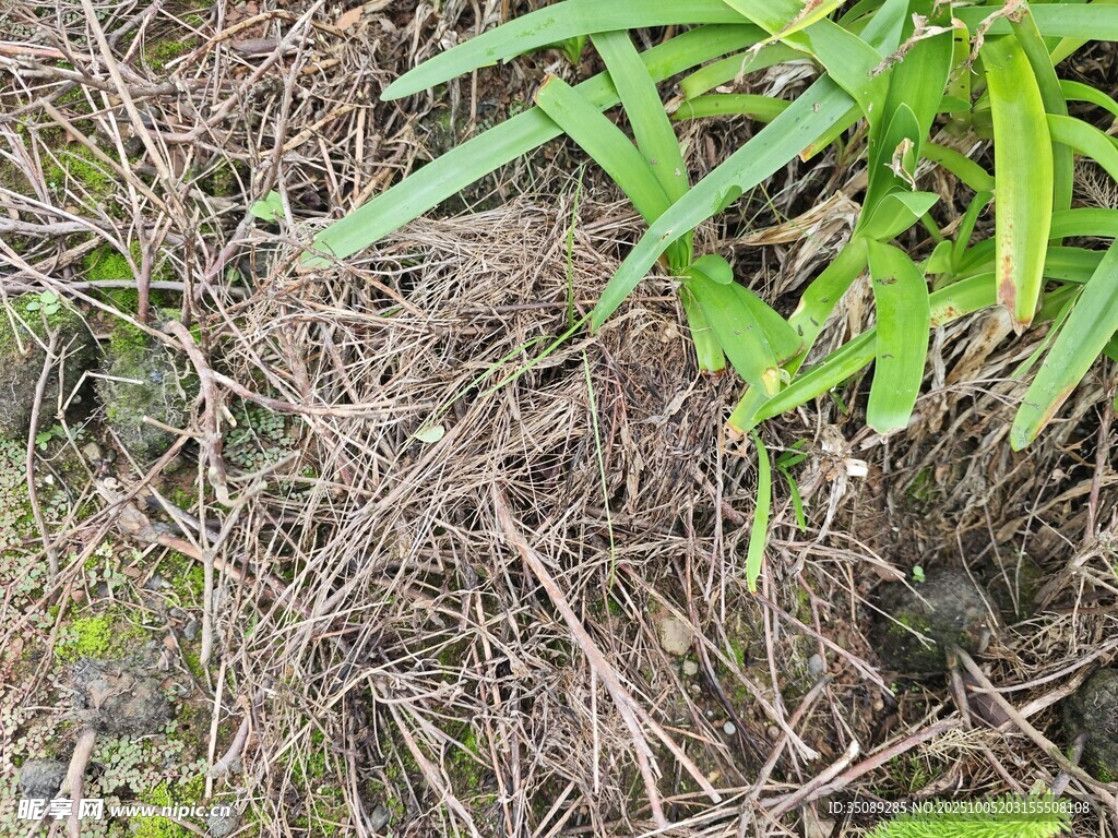 地面綠植與泥土景象