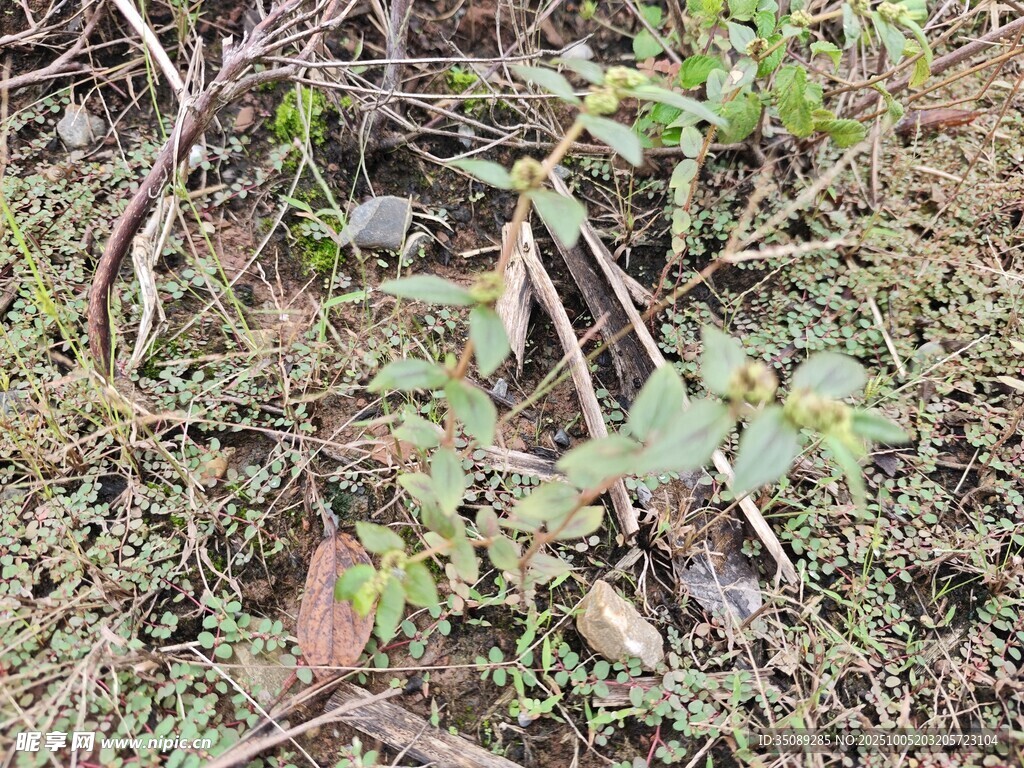 地面上的多樣綠色植物