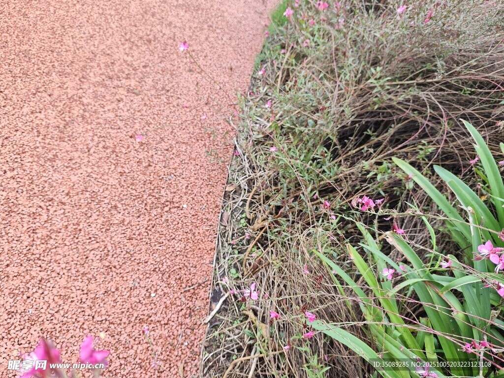 砂石小徑旁的花草景致