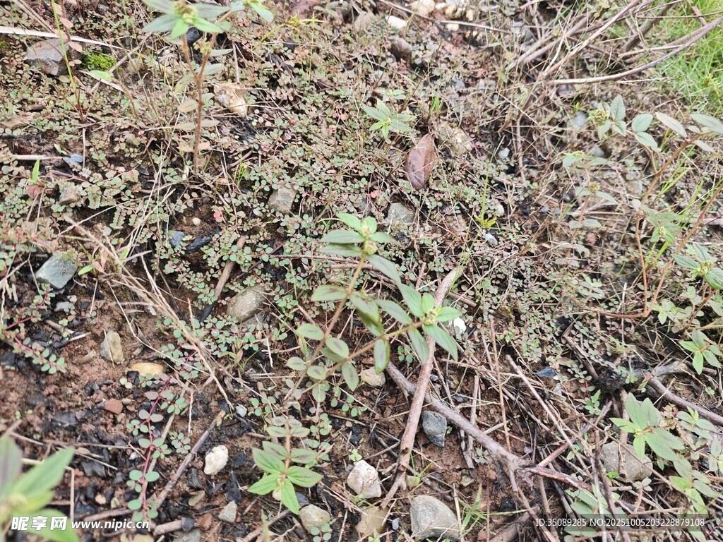 地面上的嫩綠植物