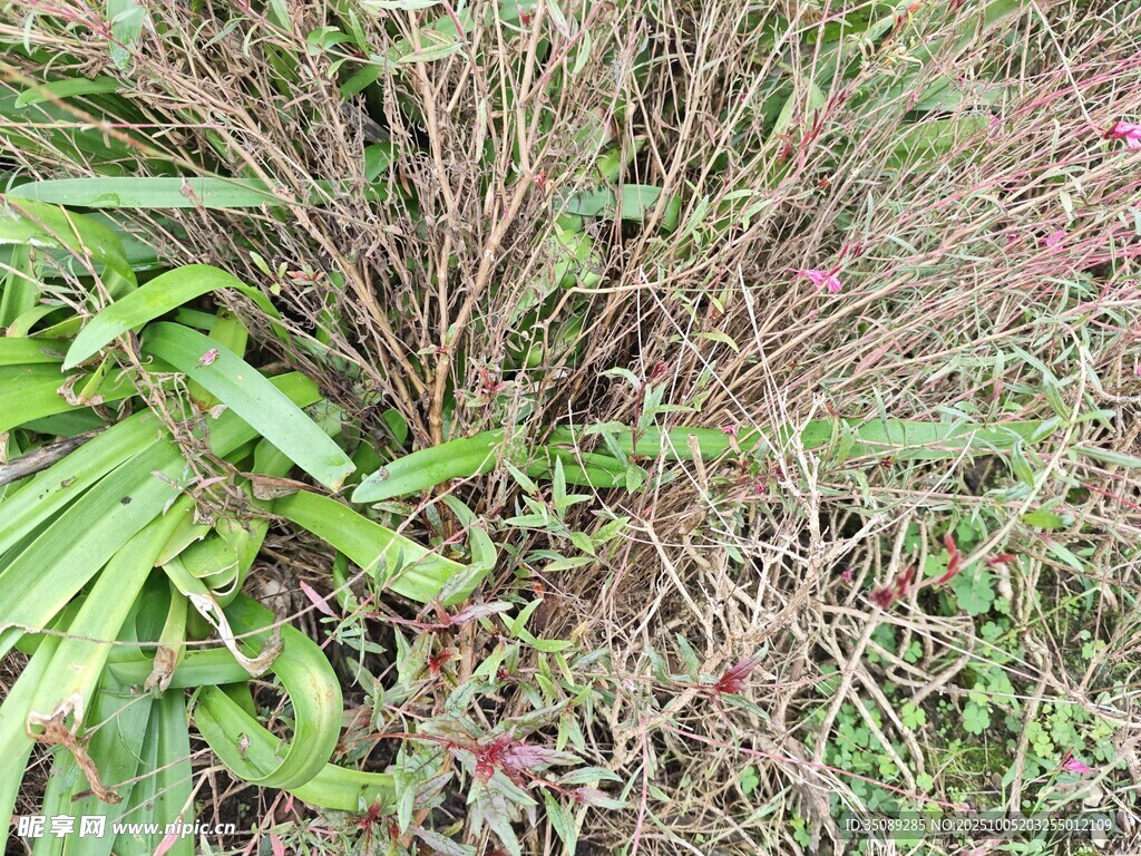 野外叢生的綠色與紫色植物