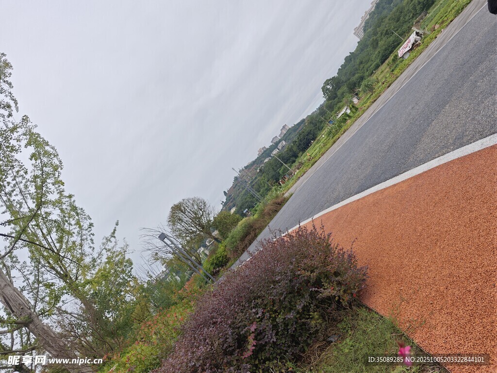 戶外道路旁的綠植景觀