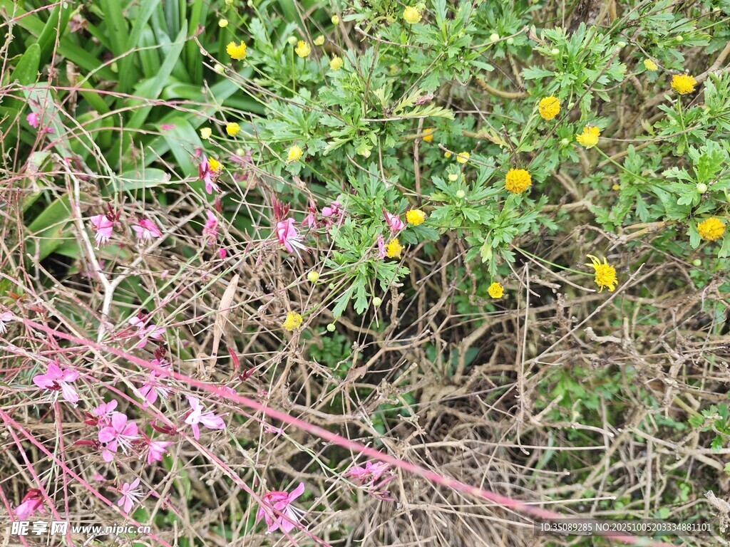 野外多彩花草植物景觀