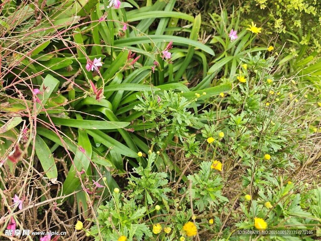 多彩野花與綠植景觀