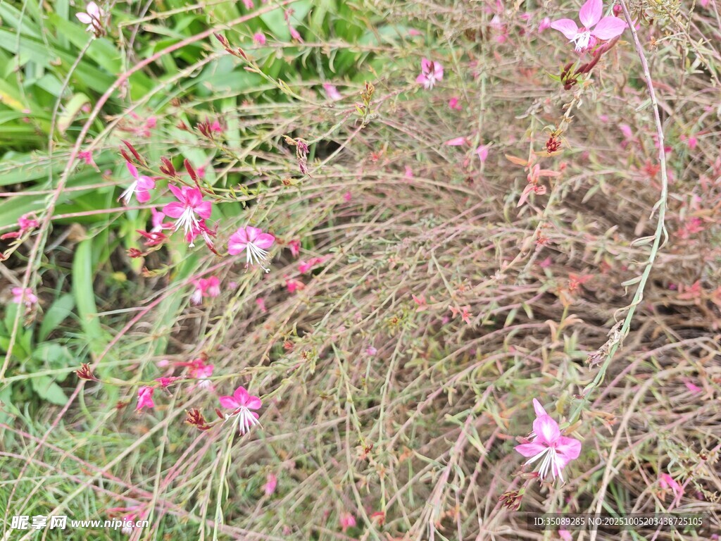 粉色小花點(diǎn)綴綠色植物