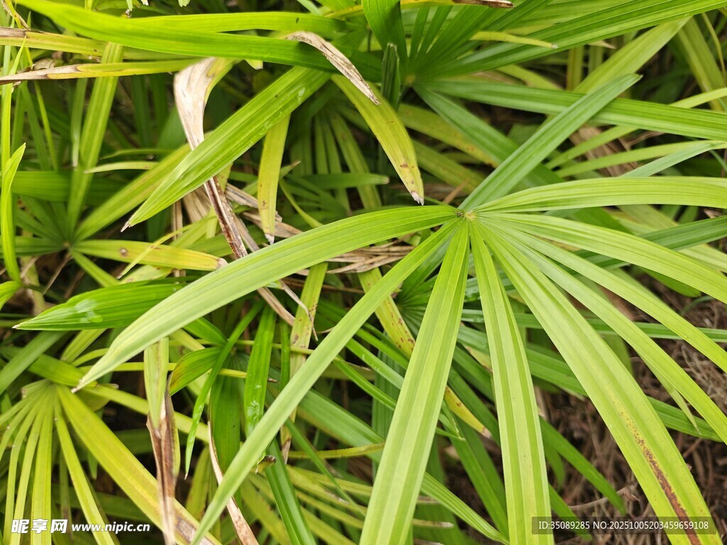 翠綠蒲葵葉