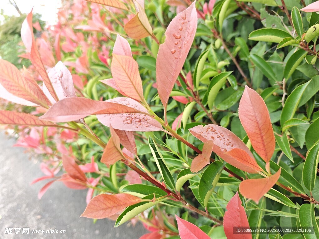 紅葉灌木特寫