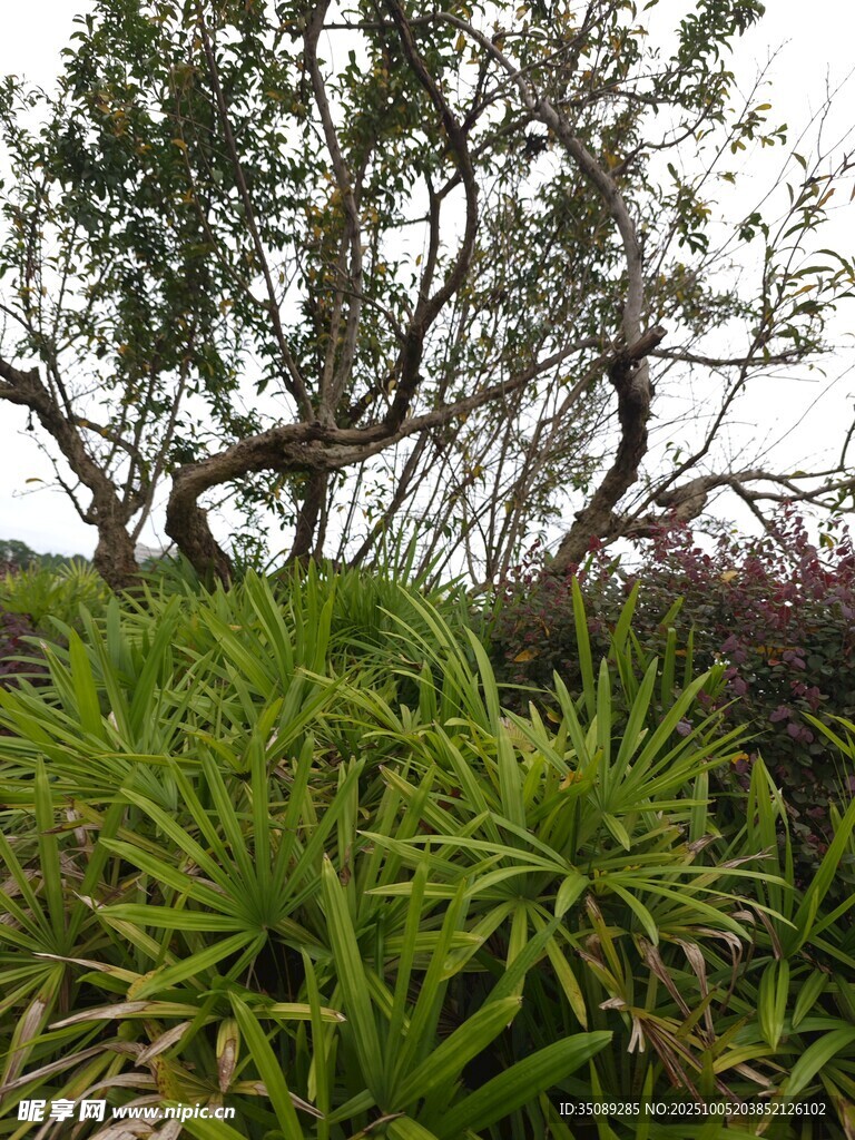 繁茂綠植展現(xiàn)自然生機(jī)