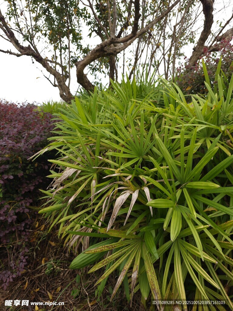 翠綠繁茂的園林植物景觀