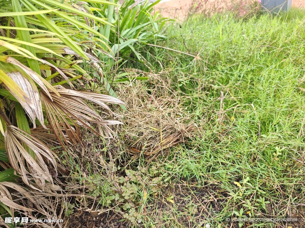 草地中的枯黃植物