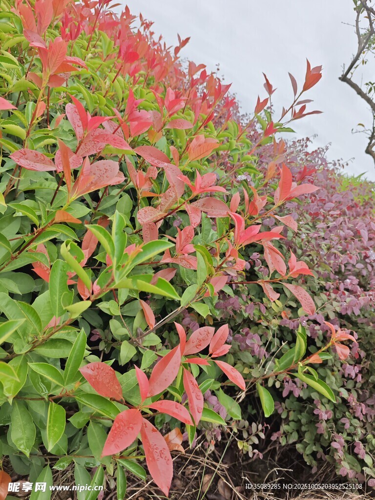 多彩灌木植物景觀