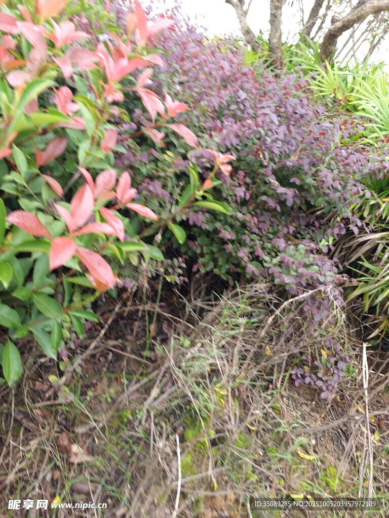 多彩植物叢中的地面景象