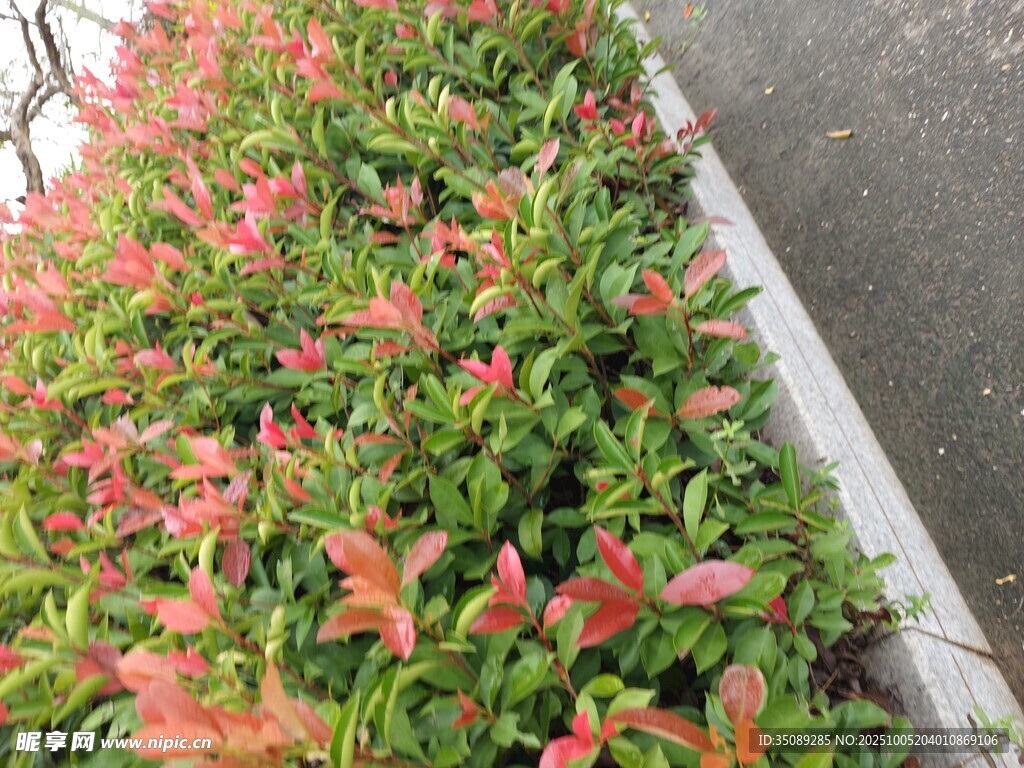 路邊多彩花卉景觀