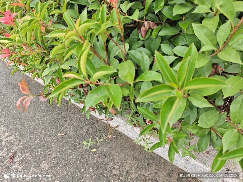 綠葉紅花裝點路邊景致