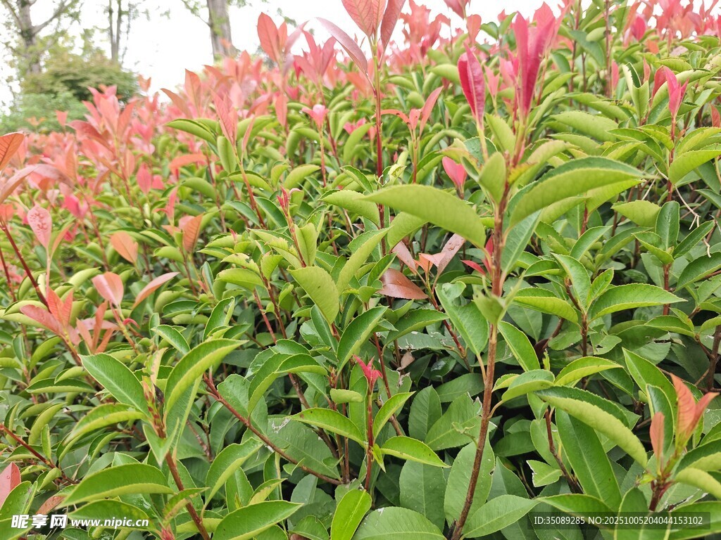 鮮艷多彩的綠葉植物景觀
