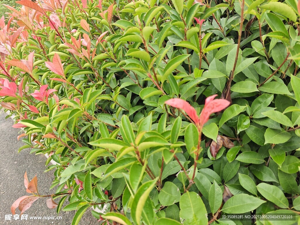 綠葉間的粉嫩花卉