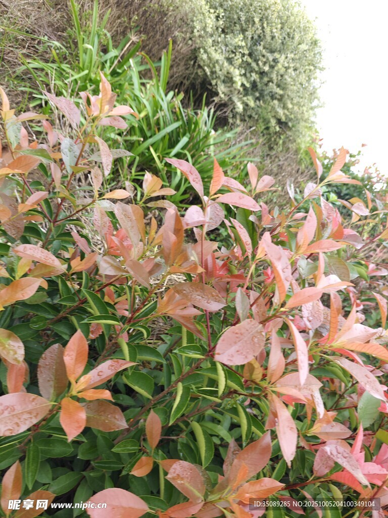 色彩斑斕的多彩植物