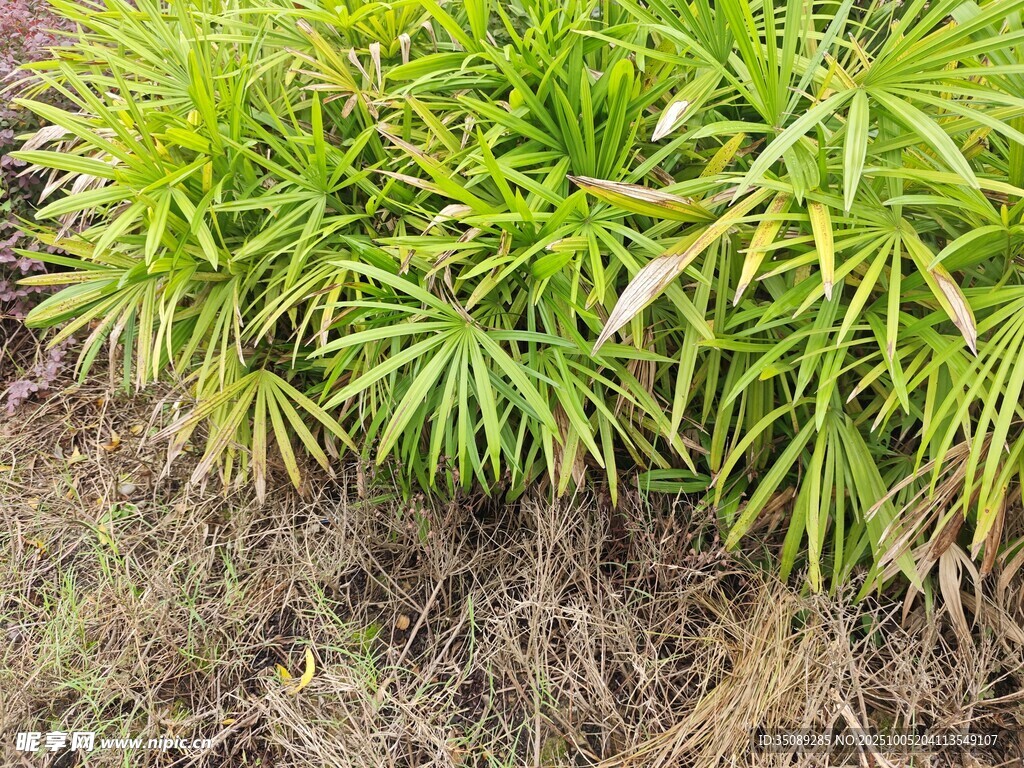 翠綠叢生植物特寫