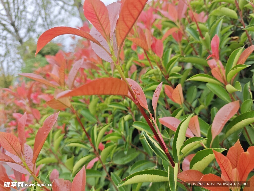 鮮艷紅葉植物景觀