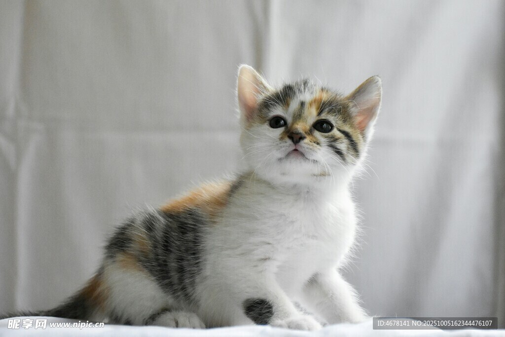 可愛三色小貓?zhí)ь^張望