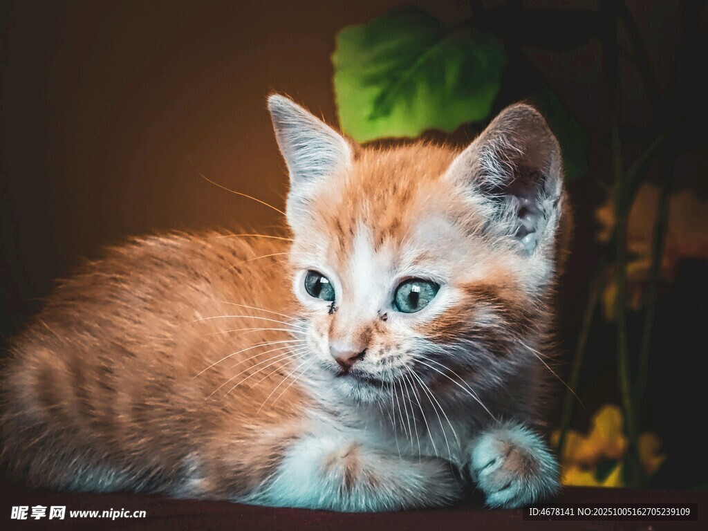 可愛橘色小貓趴臥