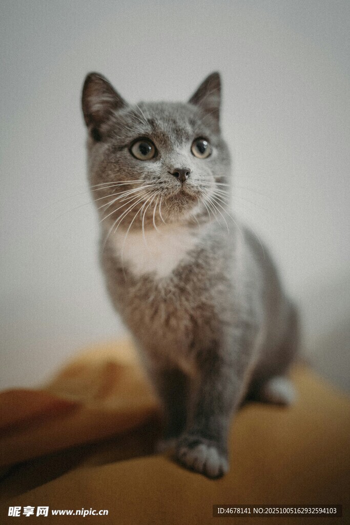 可愛灰貓?zhí)ь^望