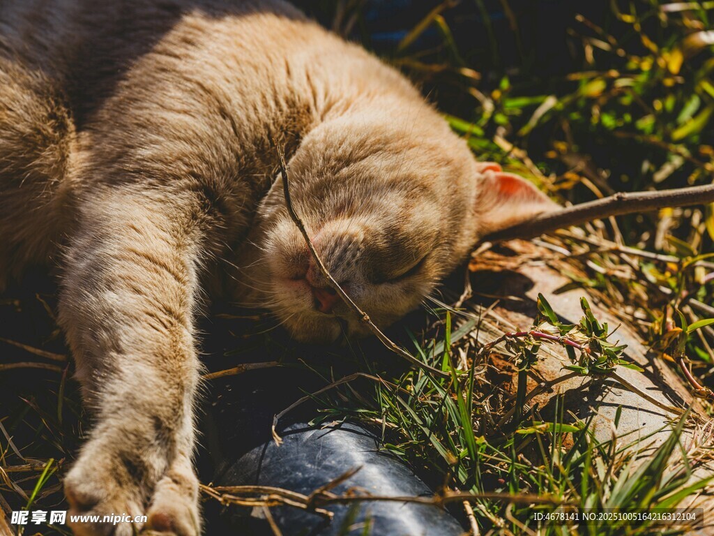 貓咪草地旁愜意臥躺