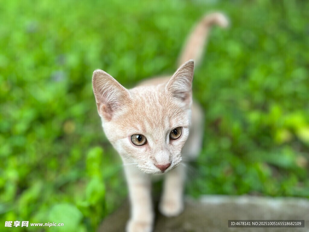 草地上的可愛小貓咪