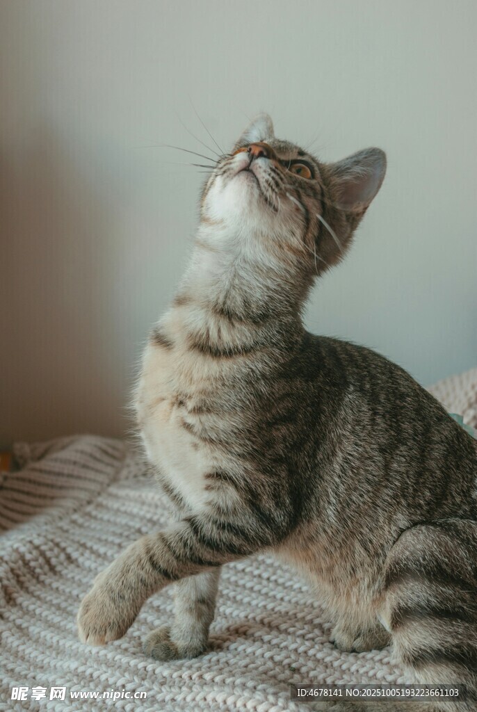 仰頭的條紋貓咪