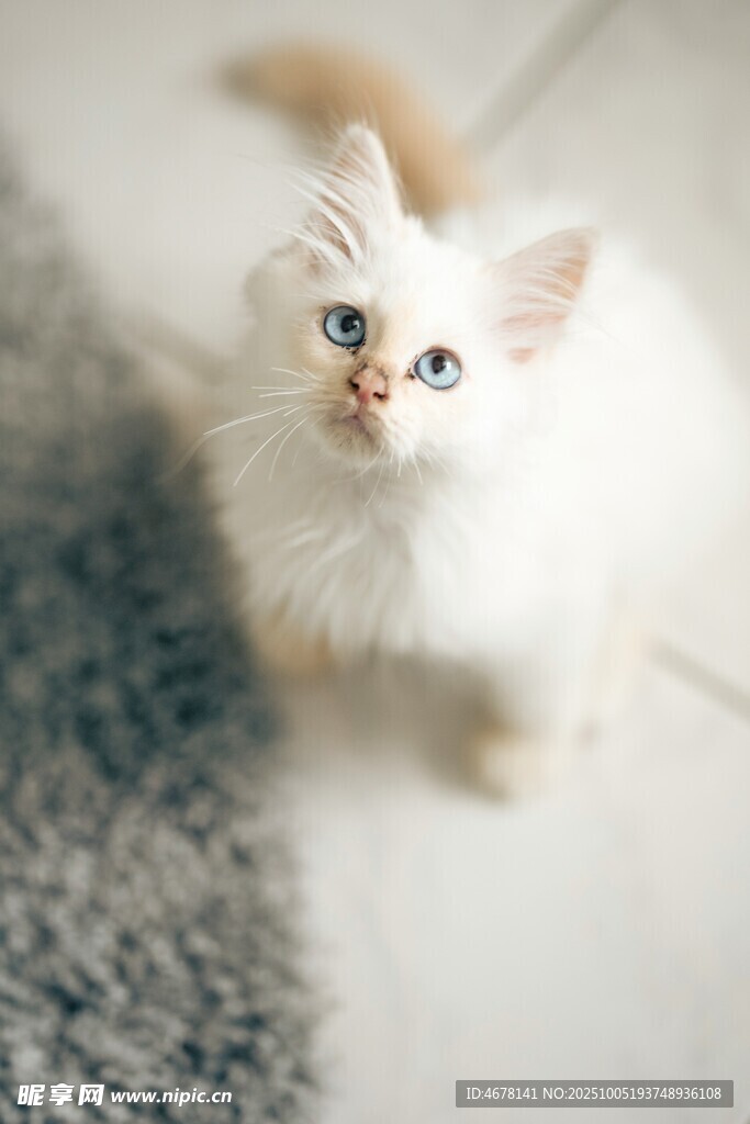 可愛小白貓?zhí)ь^望鏡頭