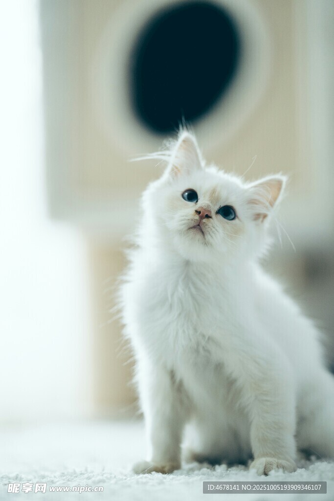 可愛(ài)小白貓?zhí)ь^望