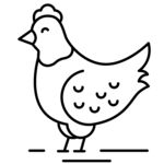 簡(jiǎn)筆畫(huà)母雞形象