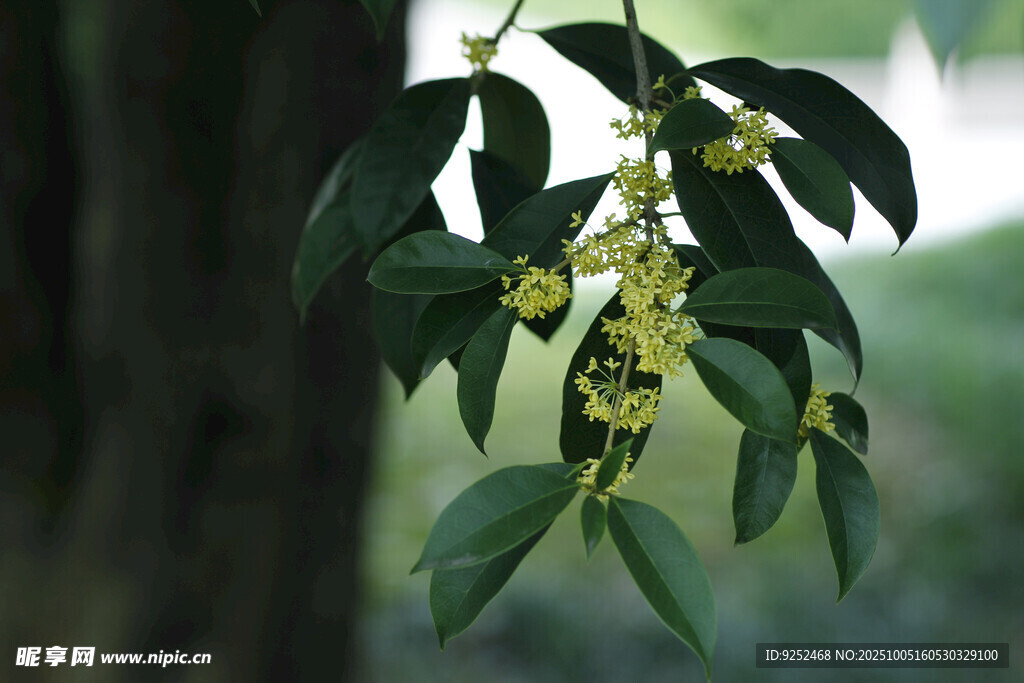 桂花 枝葉