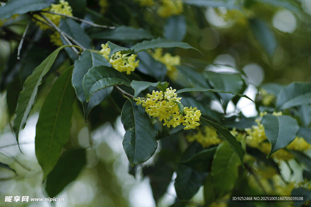 桂花 綻放
