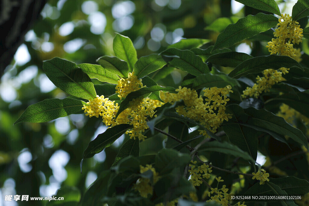 桂花 枝葉