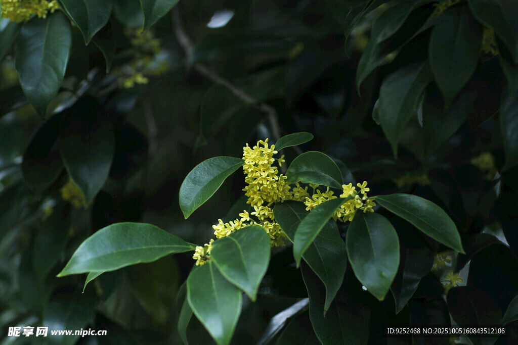  桂花