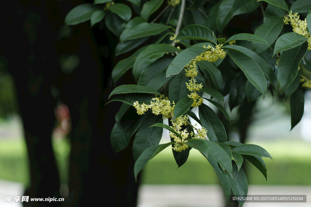 桂花樹 