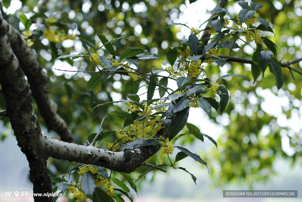 桂花樹(shù) 