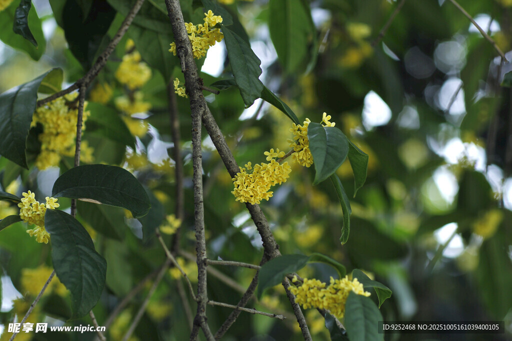 桂花枝 