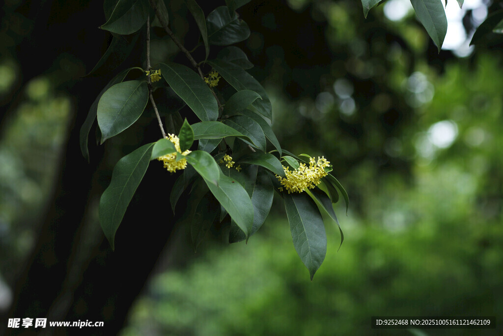 桂花樹 