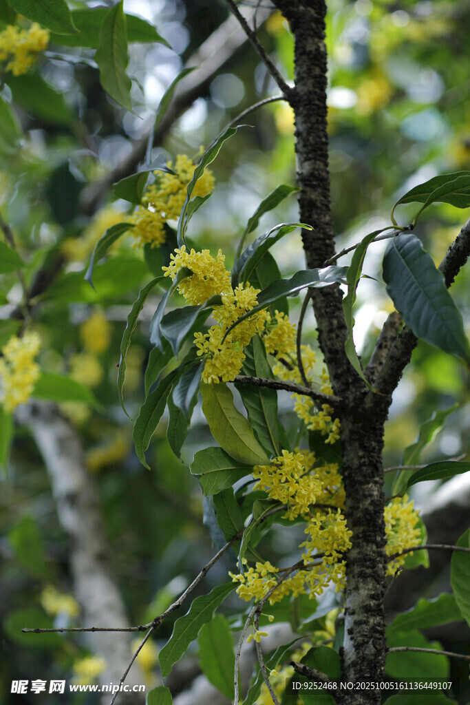 桂花枝 